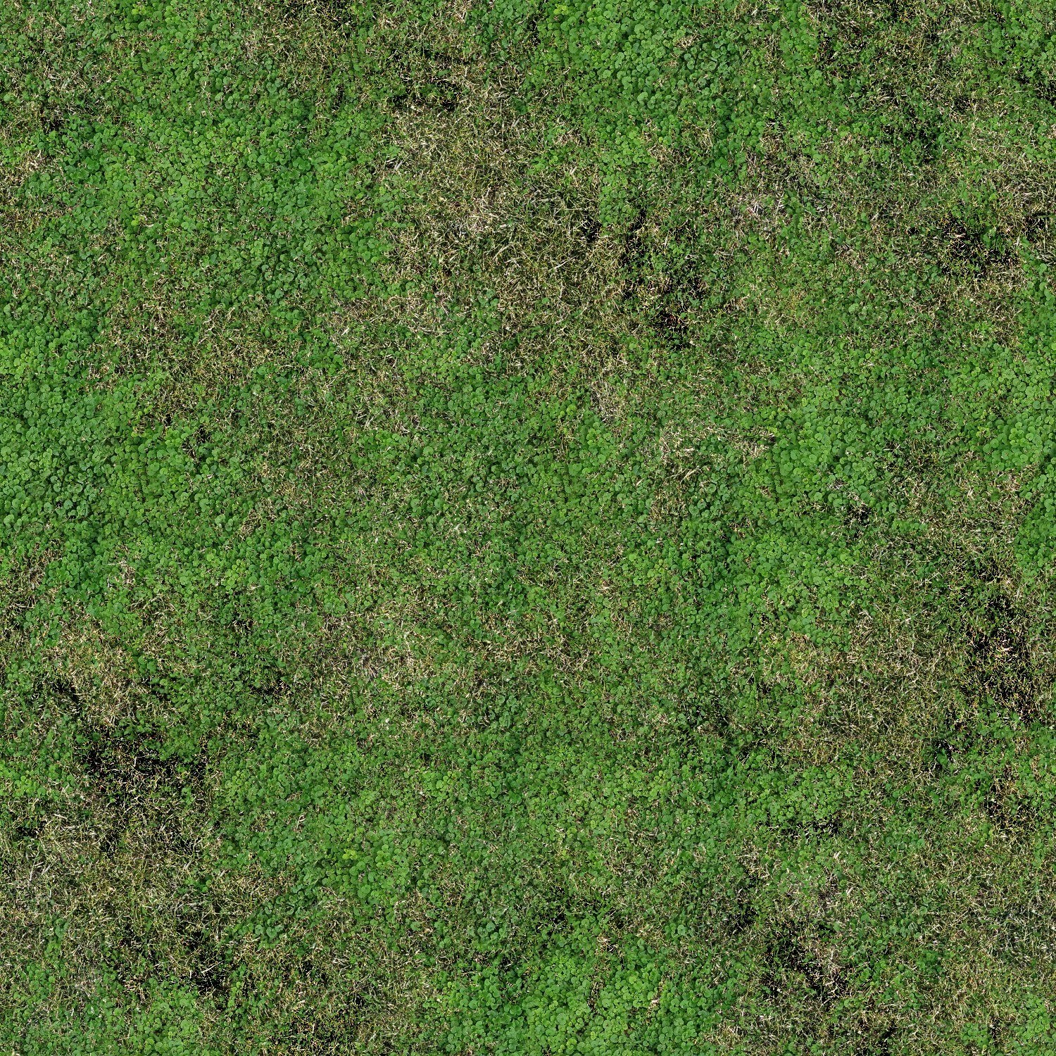 green grass and clover