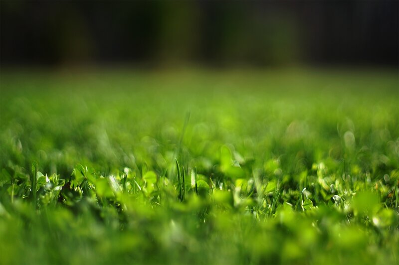 Green Grass and Clover — Serene, Afternoon, Photograph