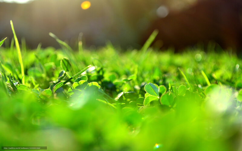 Green Grass and Clover — Serene, Morning