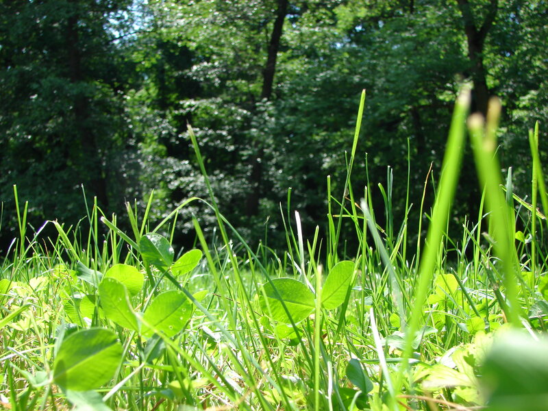 Green Grass and Clover — Serene