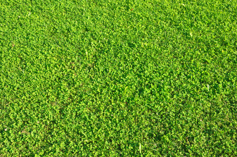 green grass and clover