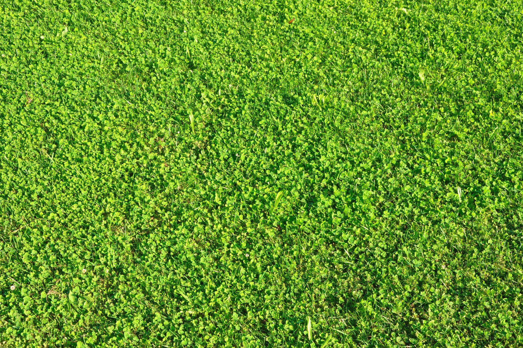 green grass and clover