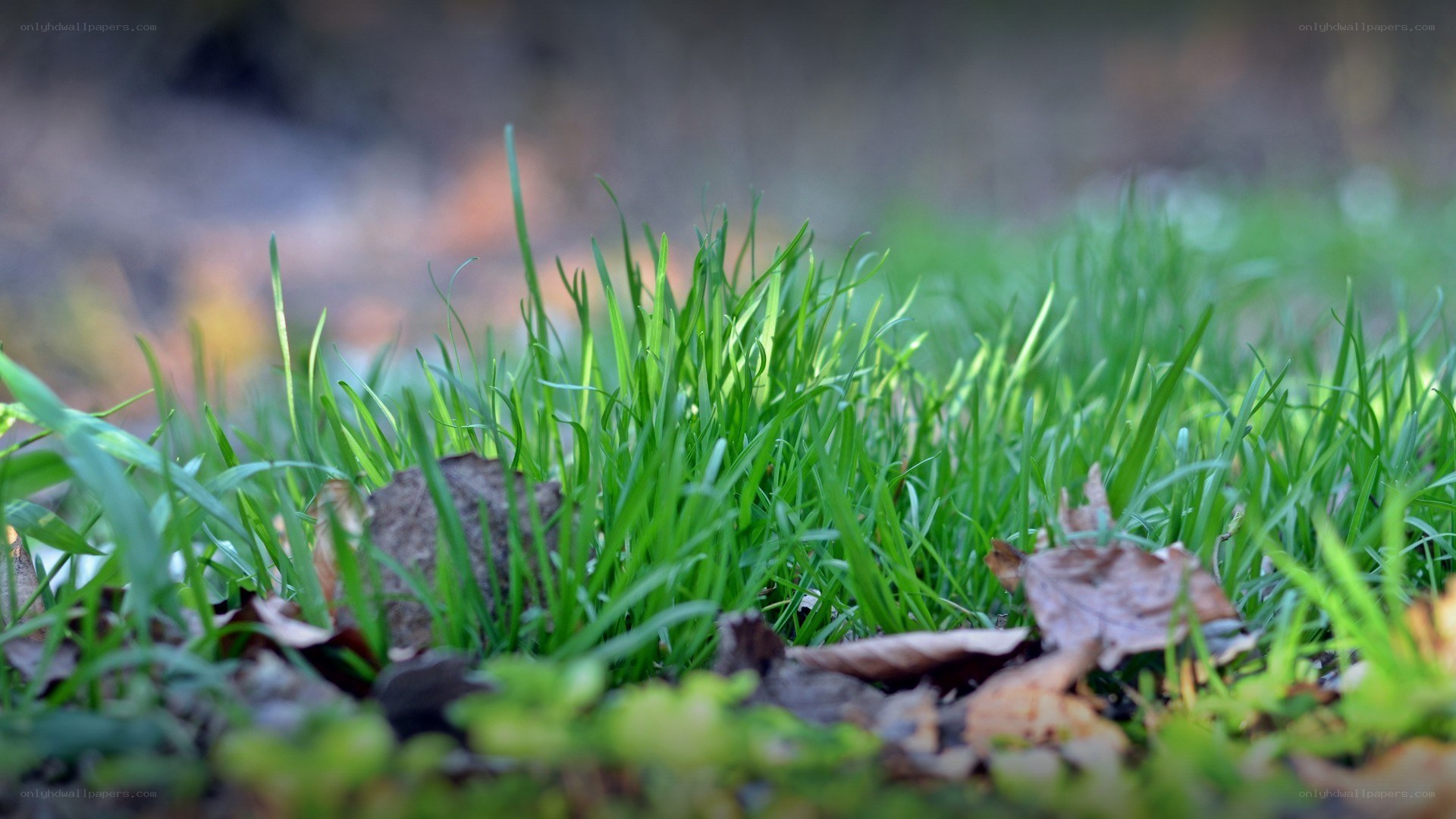 green grass and fallen leaves