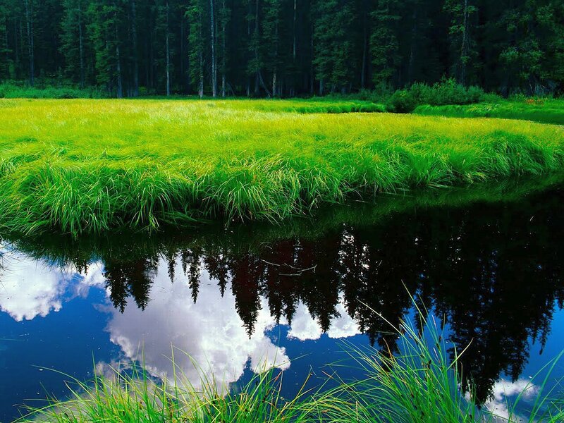 Green Grass and Forest