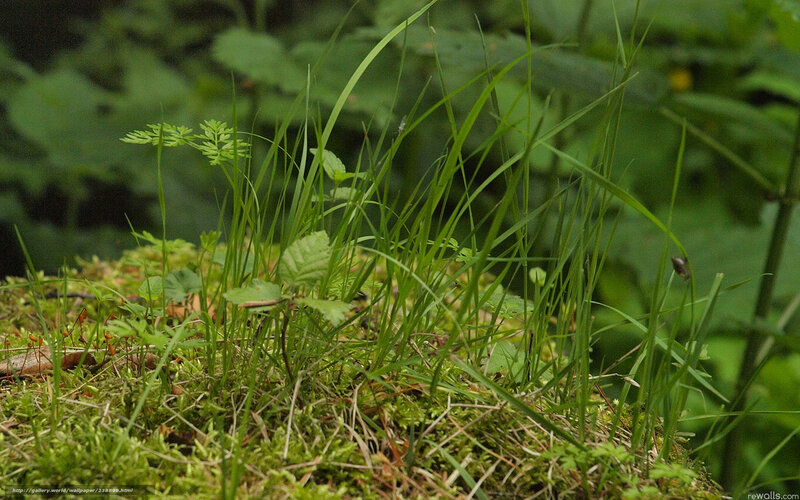 Green grass and moss in forest