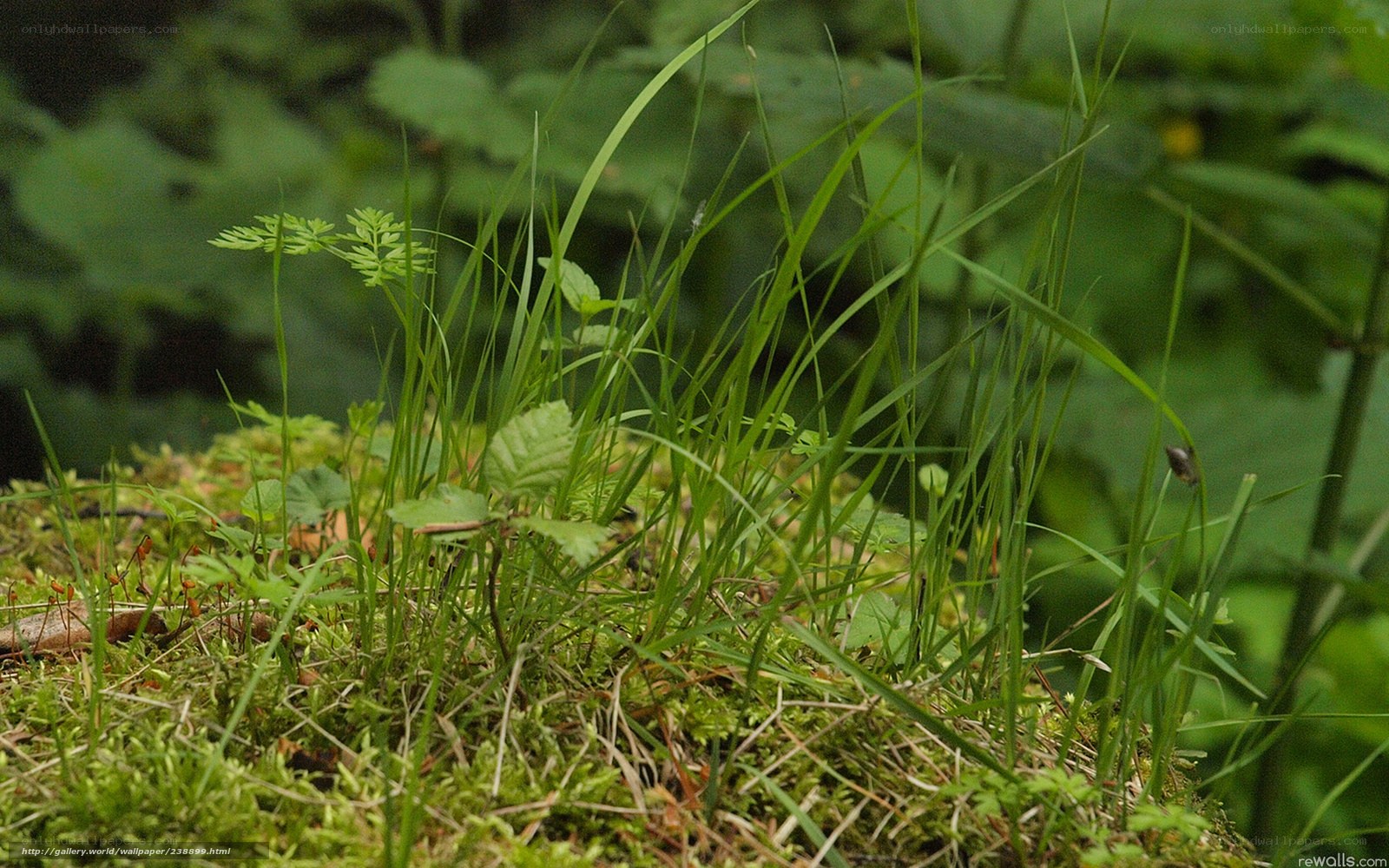 Green grass and moss in forest