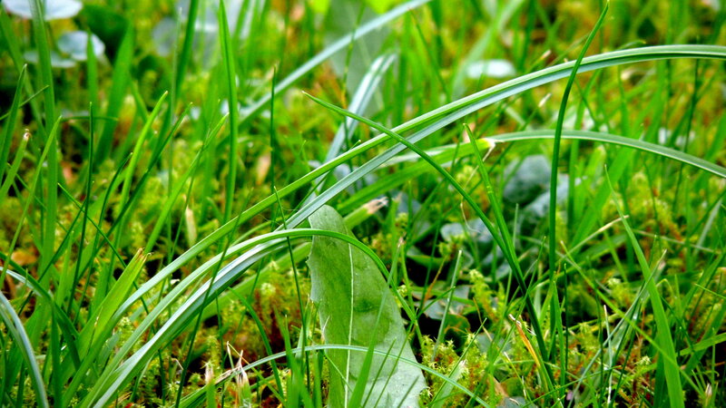 Green Grass and Moss — Natural