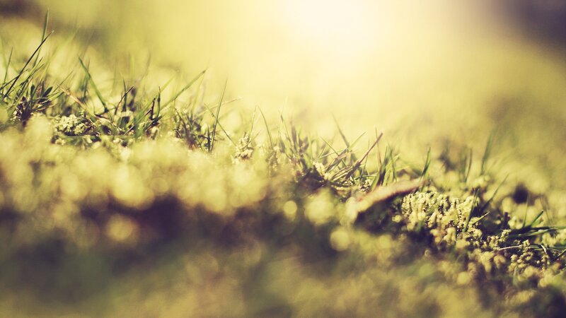 Green Grass and Moss — Serene