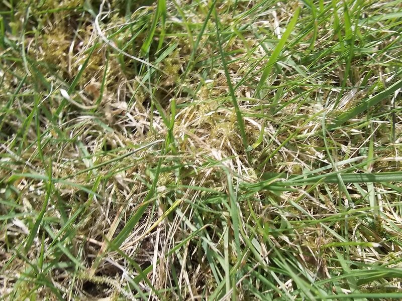 Green Grass and Moss