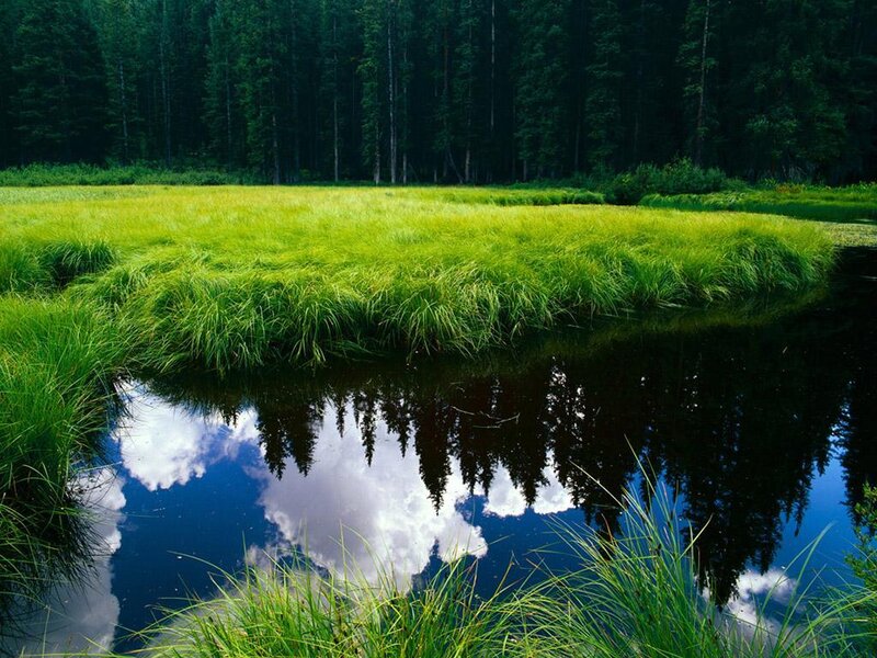 Green Grass and Pond