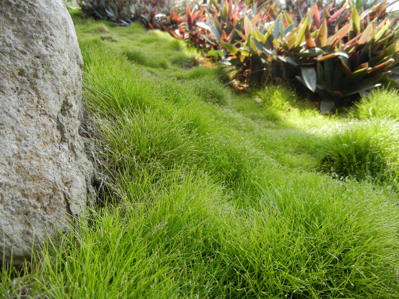 Green Grass and Stone