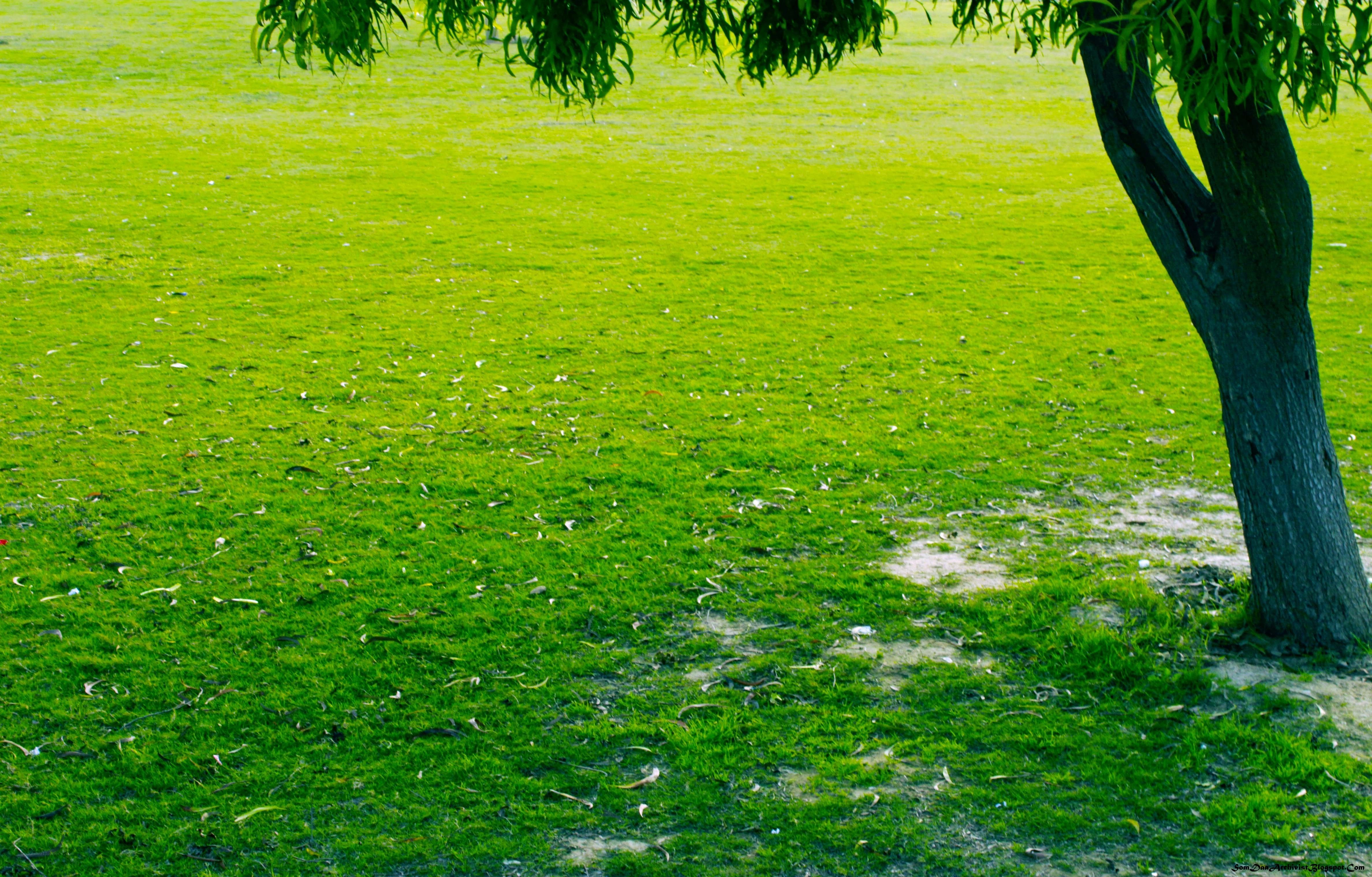 Green grass and tree