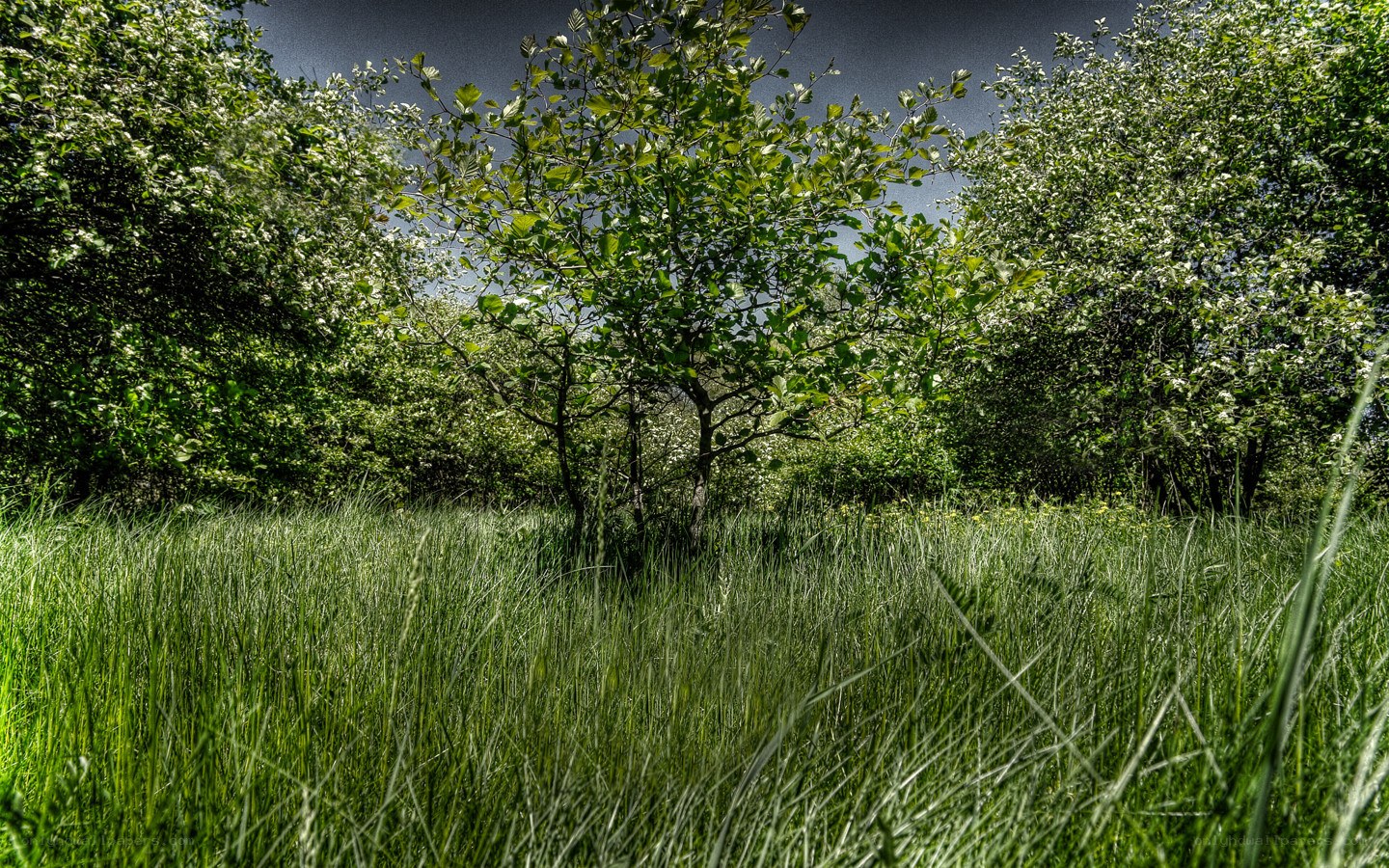 Green grass and trees in forest