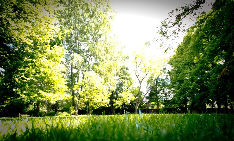 Green Grass and Trees — Serene