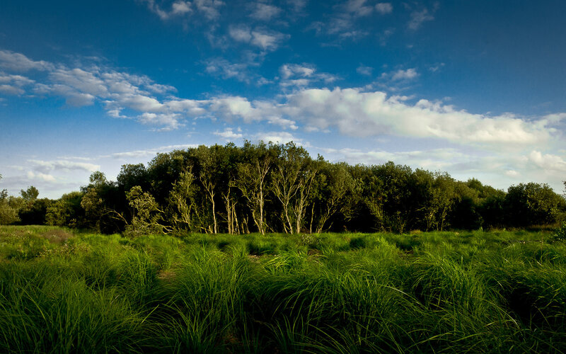 Green Grass and Trees