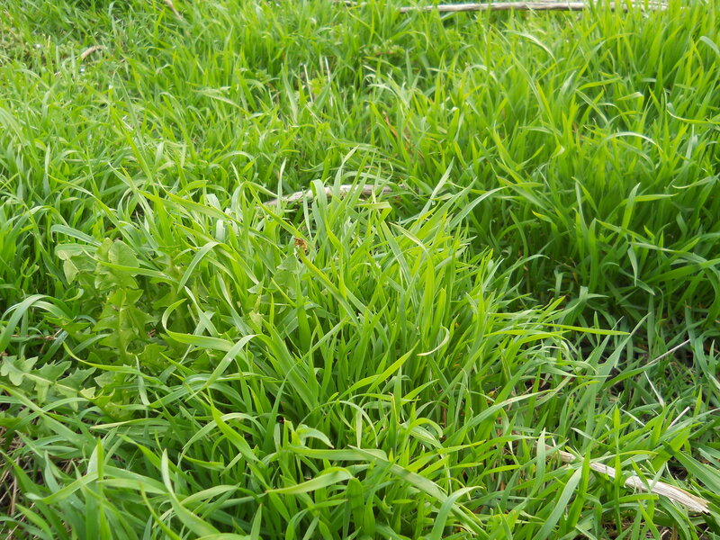 Green Grass and Weeds