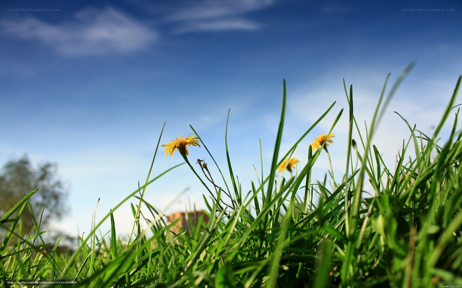 Green grass and yellow flowers