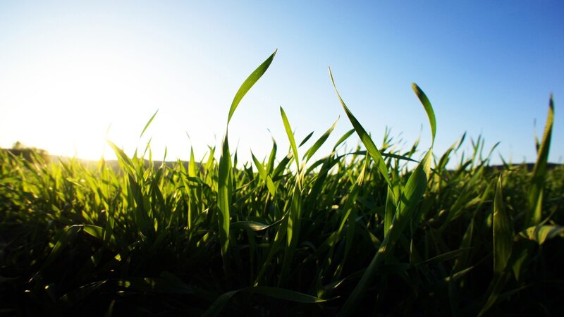 green grass at sunrise