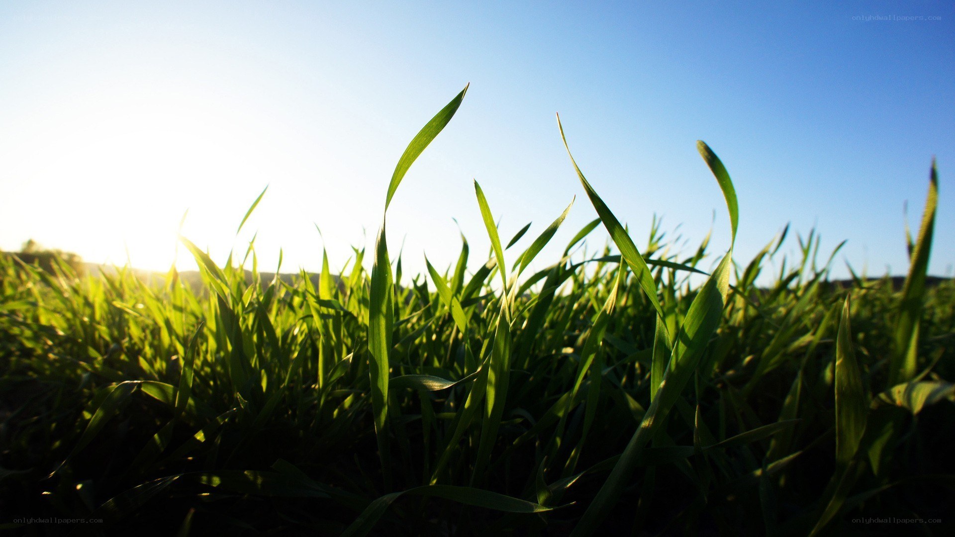 green grass at sunrise