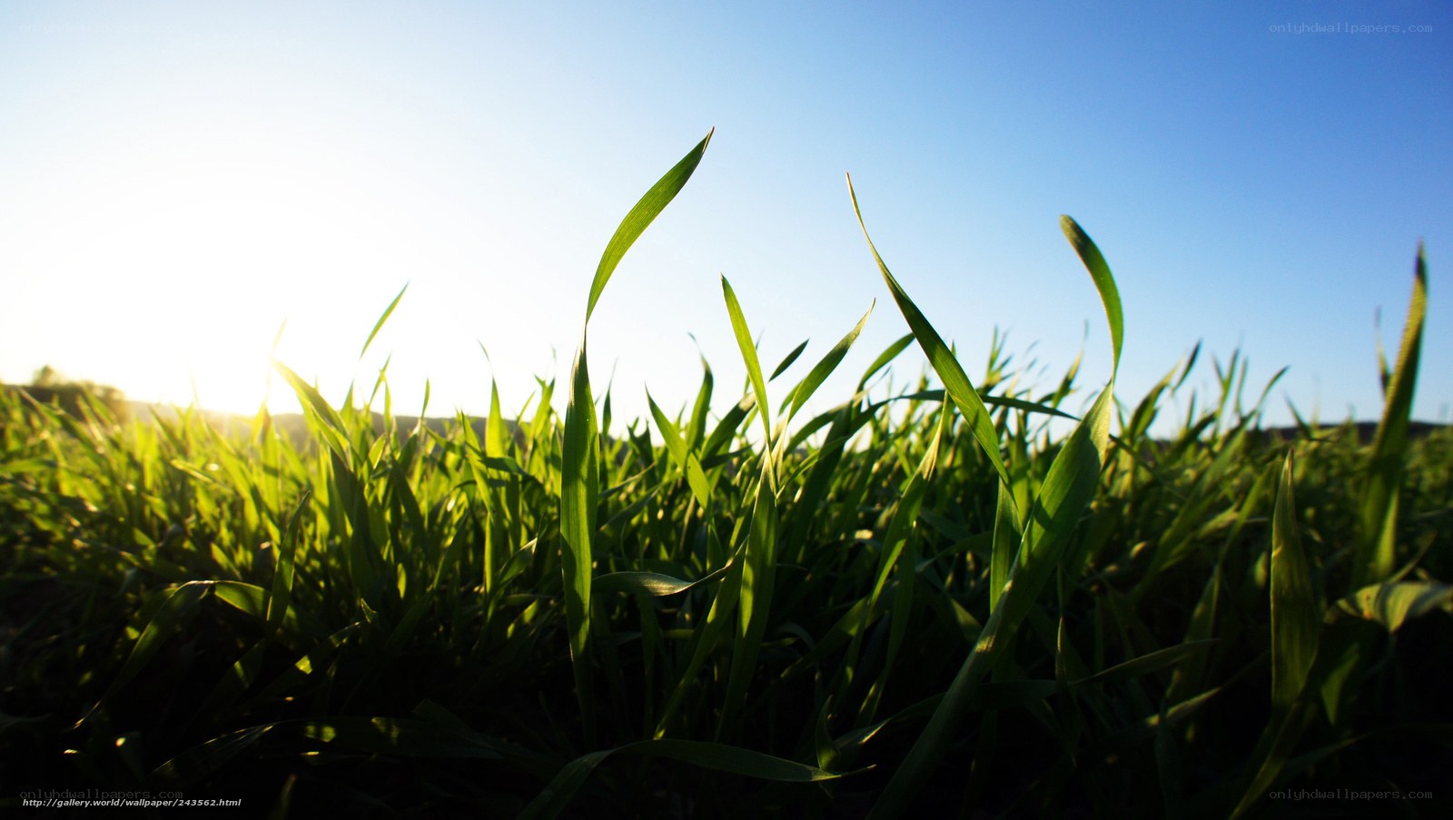 green grass at sunrise