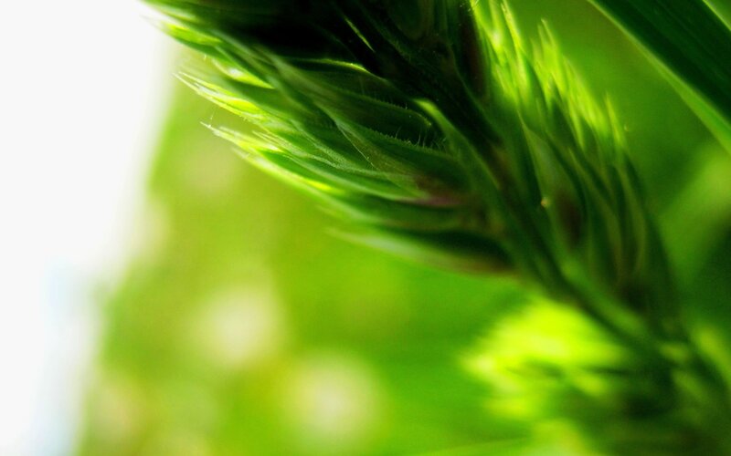Green Grass Blade