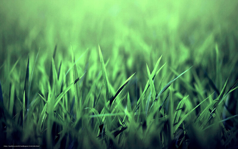 green grass blades
