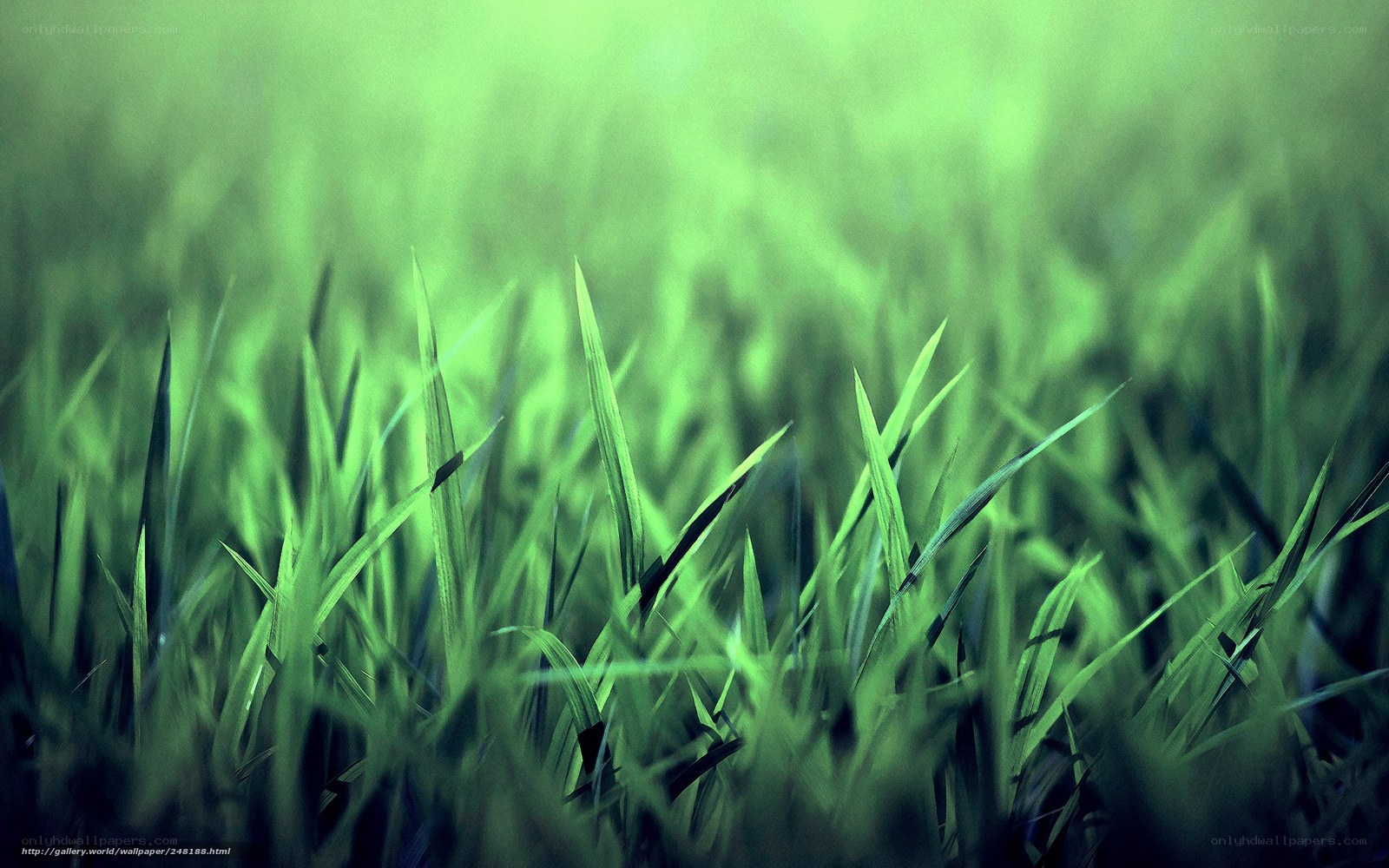 green grass blades