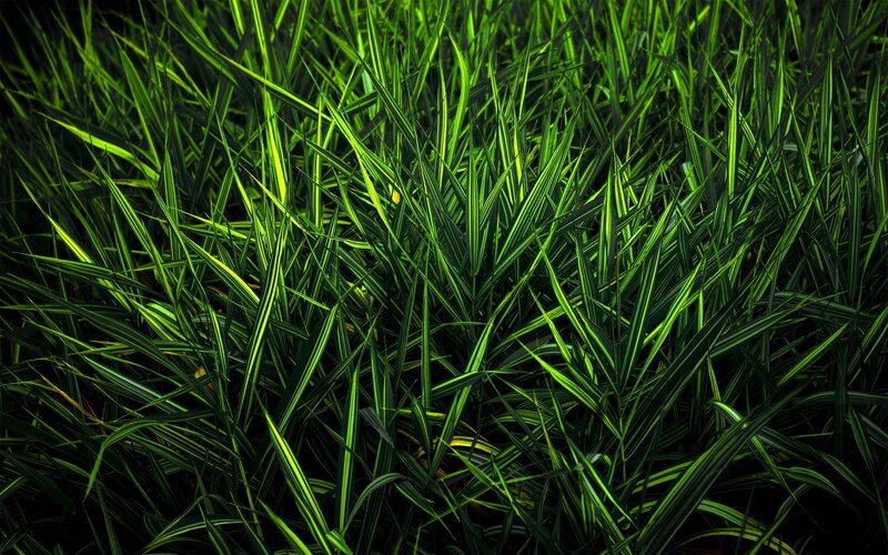 green grass blades