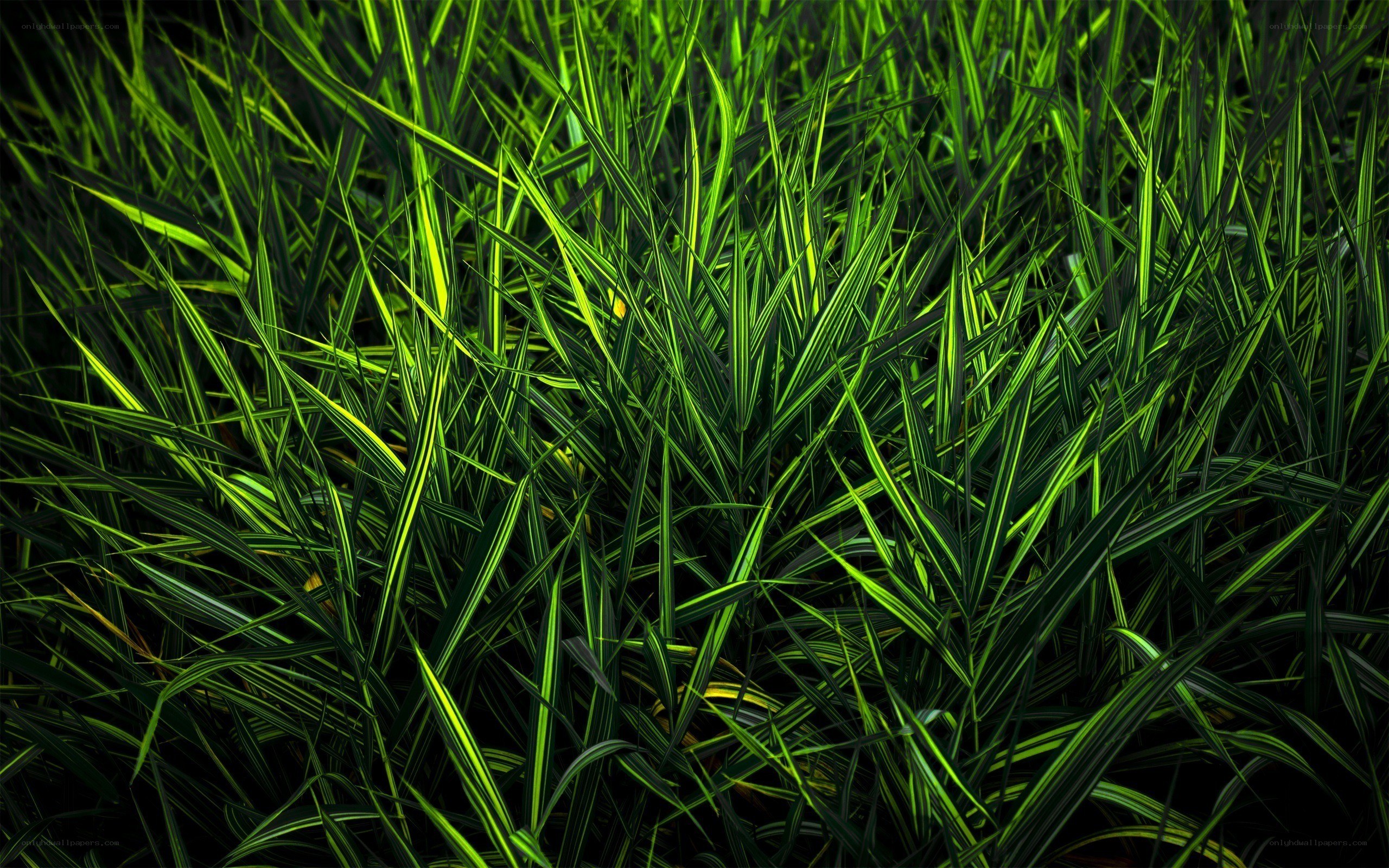 green grass blades