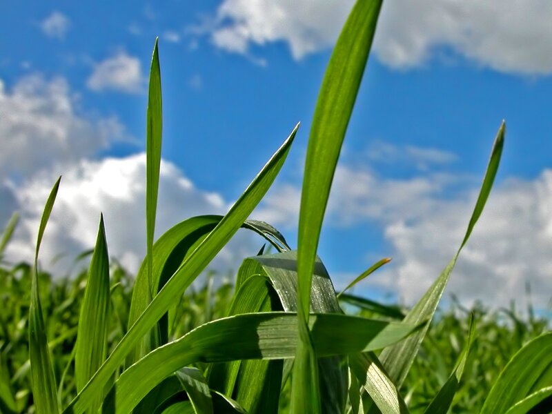 Green Grass Blades — Afternoon, White