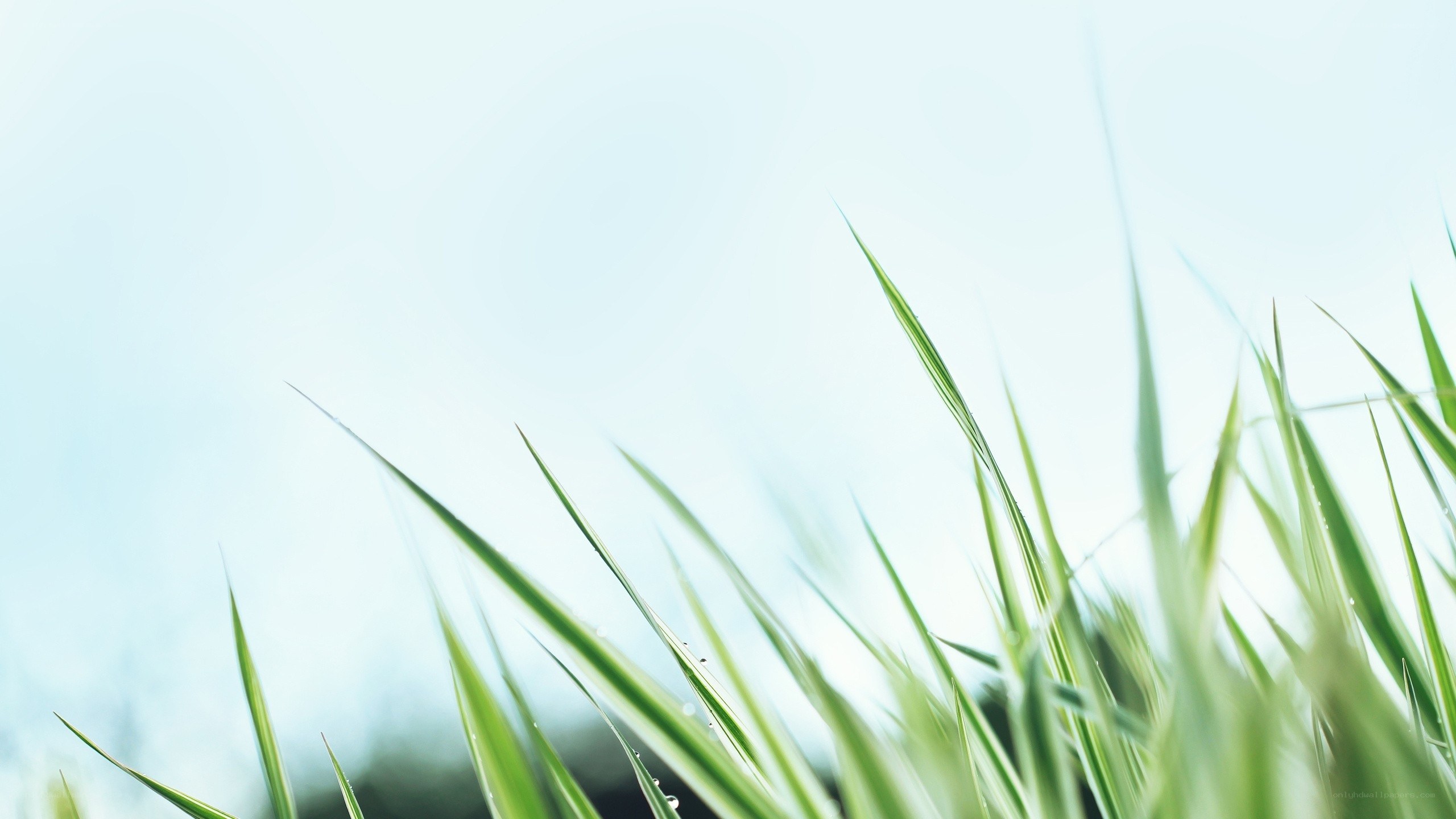 Green grass blades against sky