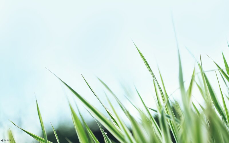 green grass blades against sky