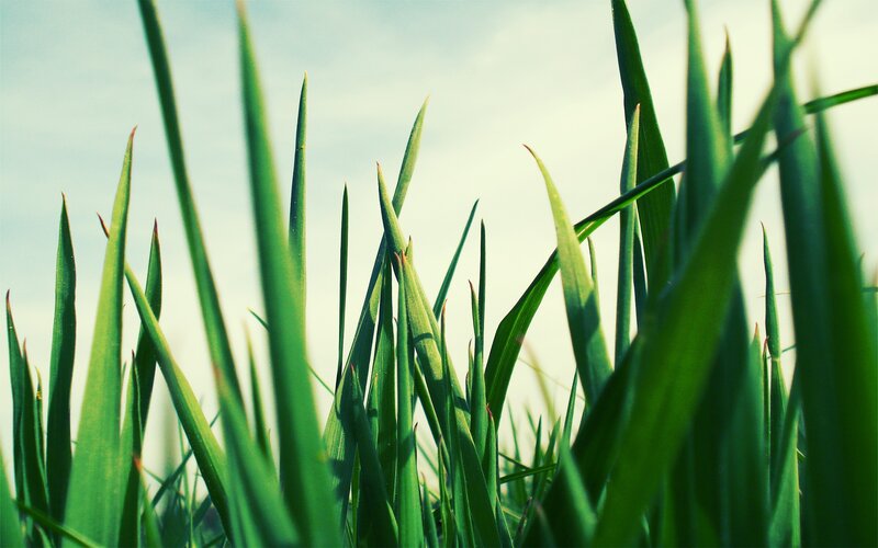 green grass blades against sky