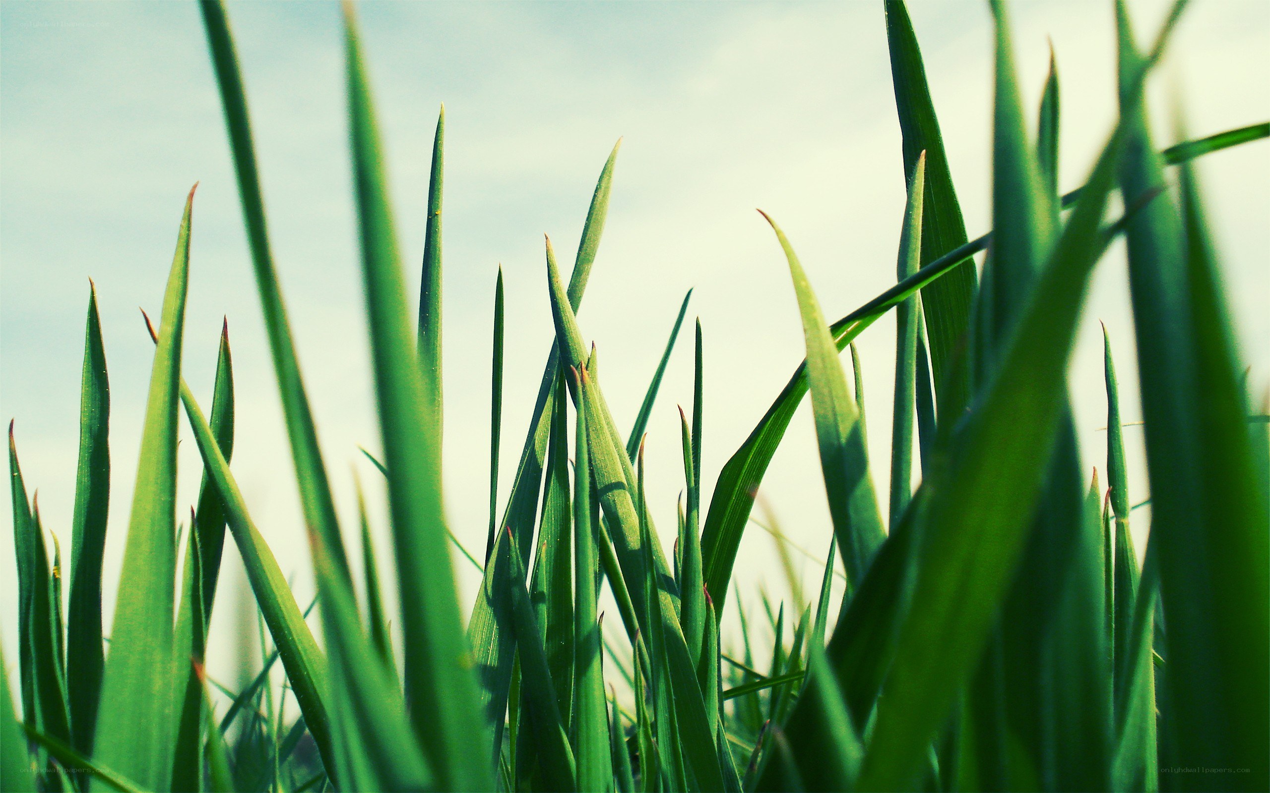 green grass blades against sky