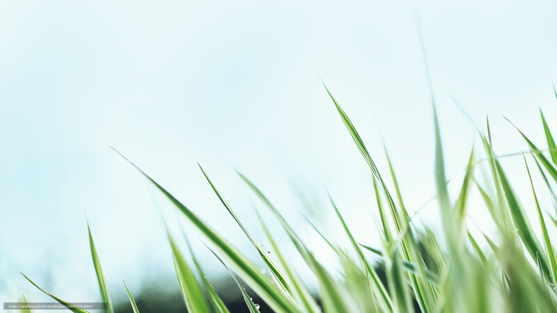 Green grass blades against sky
