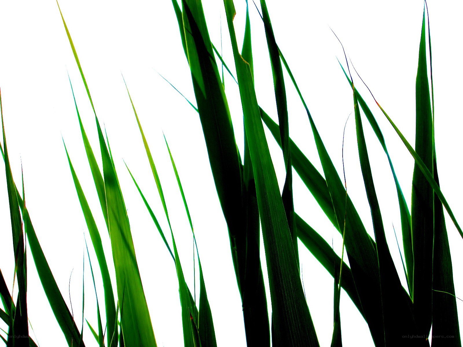 green grass blades against white