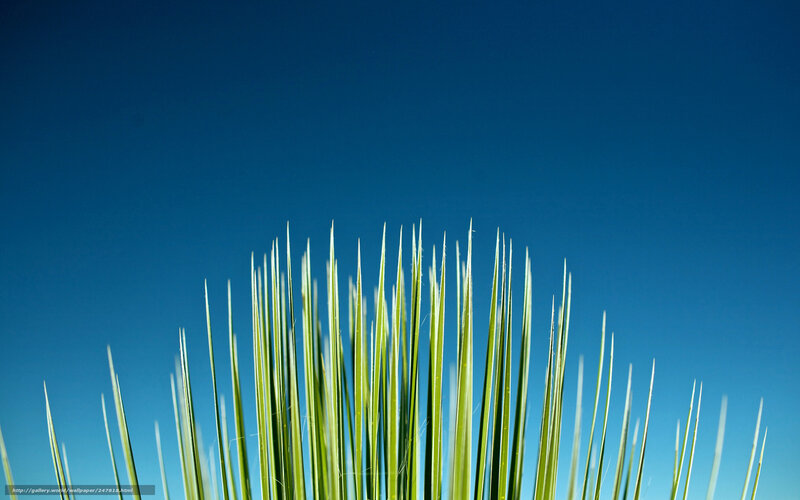 Green Grass Blades — Blue, Serene