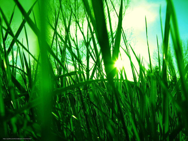 Green Grass Blades — Bright