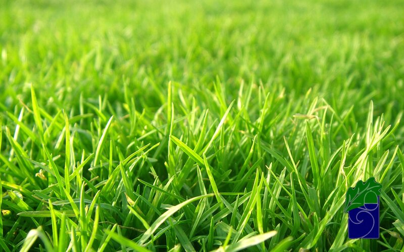 Green Grass Blades — Calm, Afternoon, Photograph, Logo
