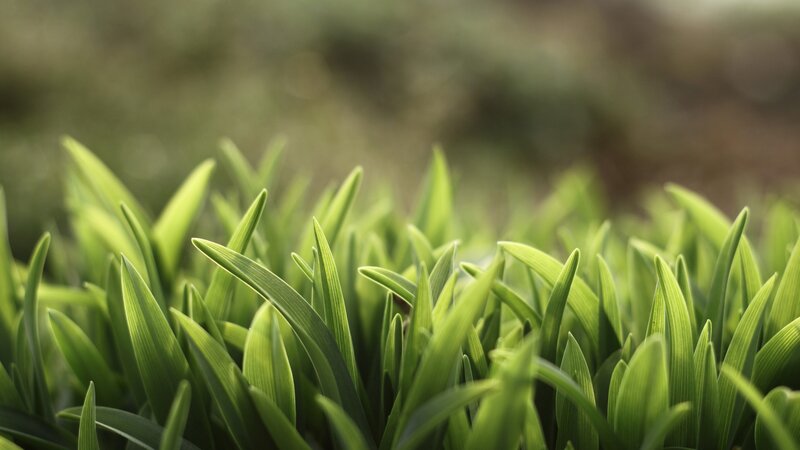 Green Grass Blades — Calm, Morning, Photograph, Blades of Grass