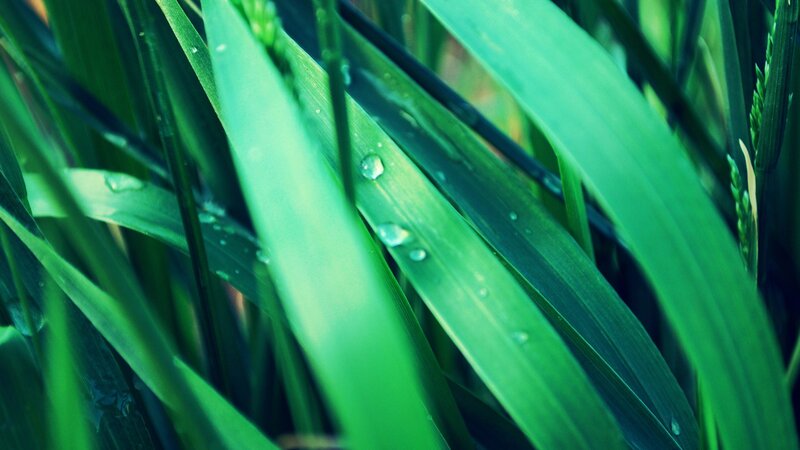 Green Grass Blades — Calm, Morning, Photograph, Water Droplets, Blue