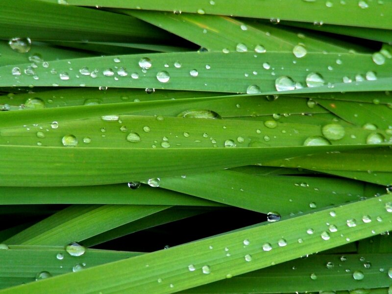 Green Grass Blades — Calm, Morning, Photograph, Water Droplets, White