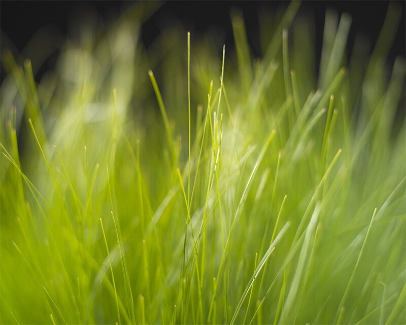 Green Grass Blades — Calm, Photograph, Blades of Grass, Black
