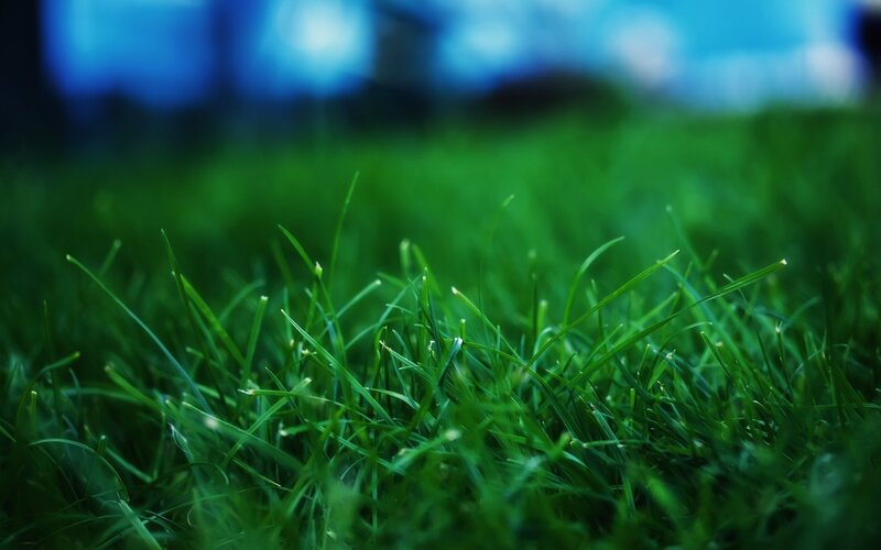 Green Grass Blades — Calm, Photograph, Blurry Background