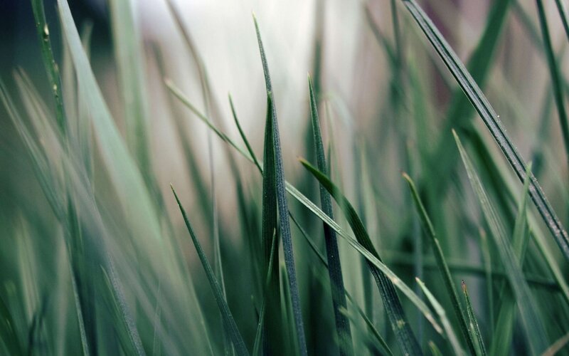 Green Grass Blades — Calm, Photograph