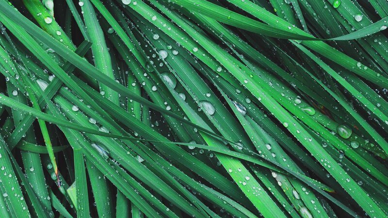 Green Grass Blades — Calm, Photograph, Water Droplets