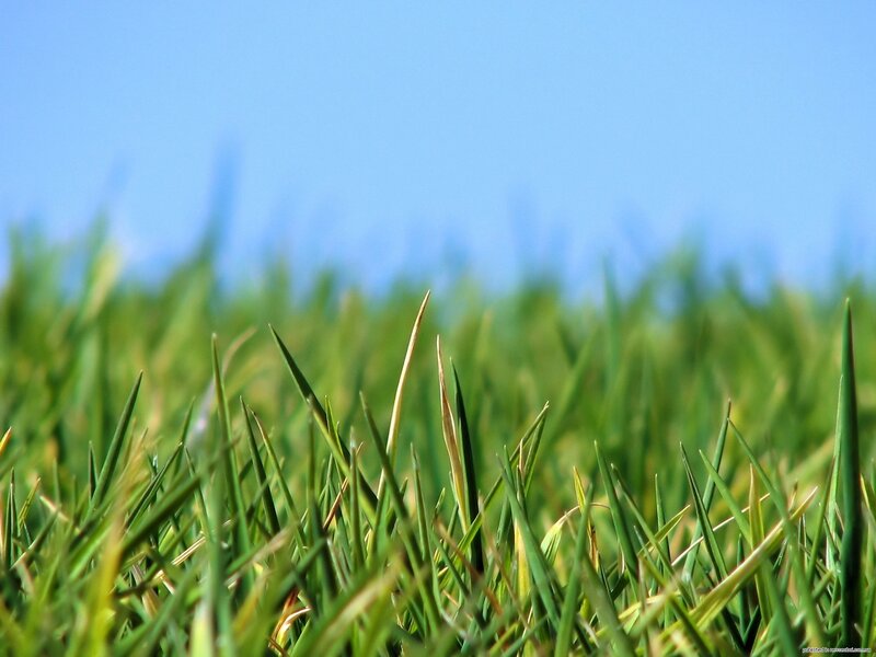 Green Grass Blades — Calm, Sky