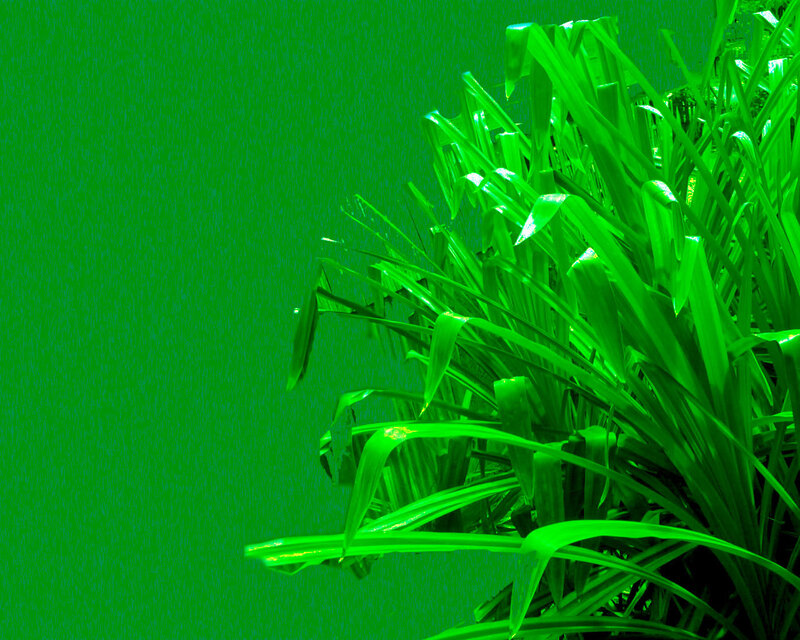 Green Grass Blades — Calm