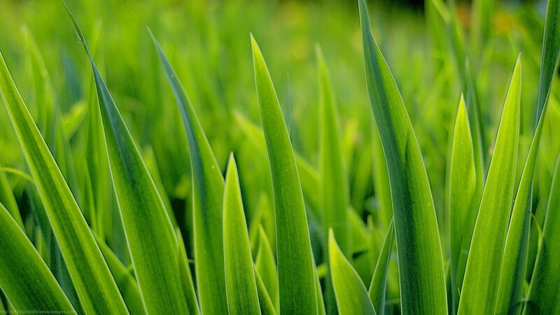 green grass blades close-up