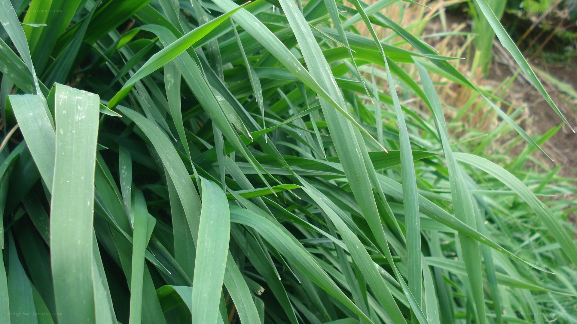 green grass blades close-up